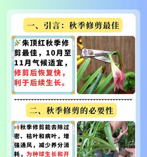 花草修剪的最佳时机是什么时候？如何修剪？