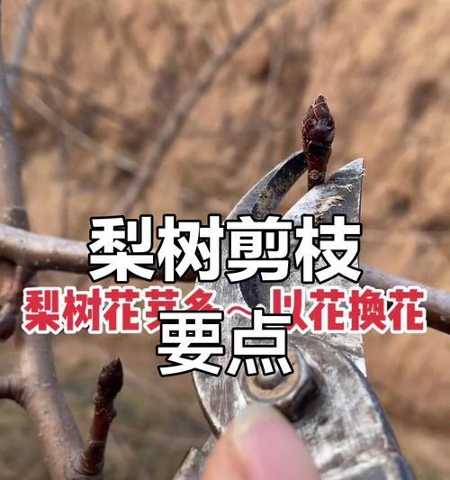 花草修剪的最佳时机是什么时候？如何修剪？