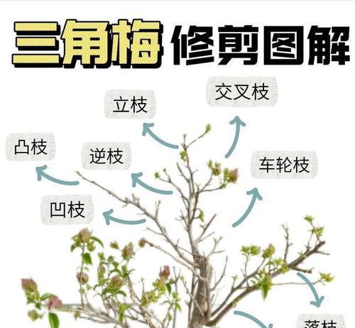 花草修剪的最佳时机是什么时候？如何修剪？
