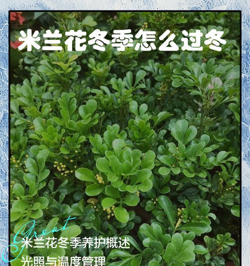 米兰在秋季如何养护？需要注意哪些问题？