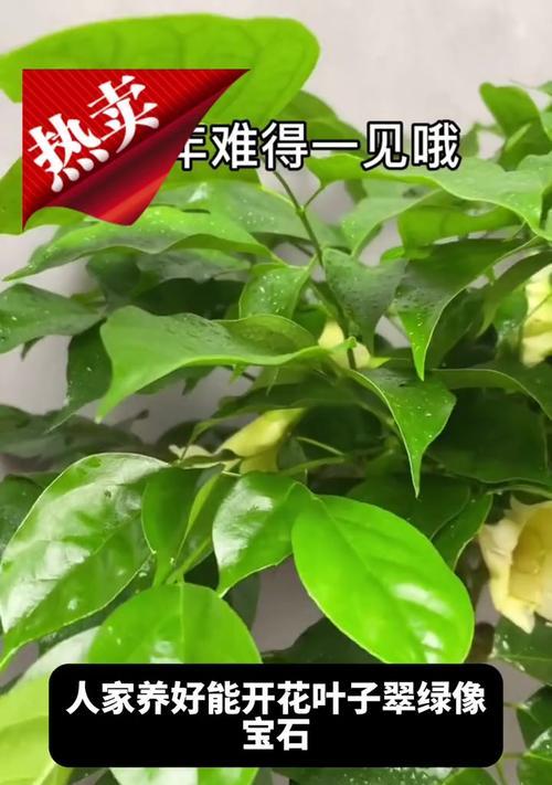 幸福树叶子黄化脱落怎么办？如何进行有效养护？