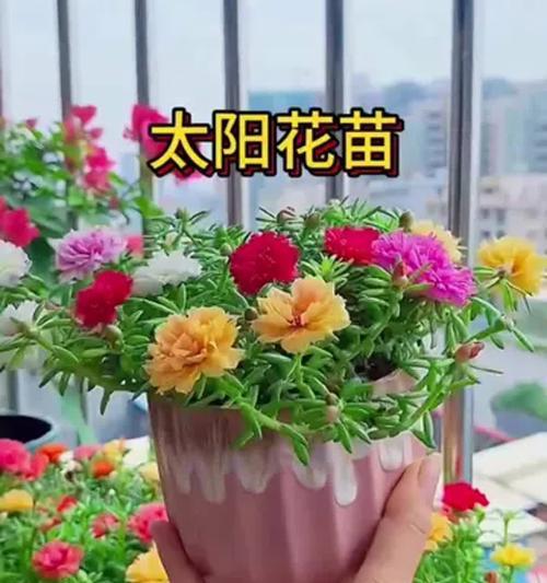 太阳花的养殖技巧有哪些？