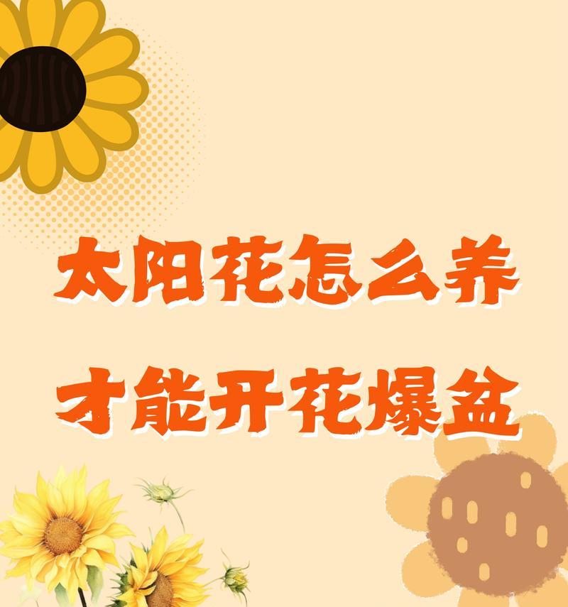 太阳花的养殖技巧有哪些？