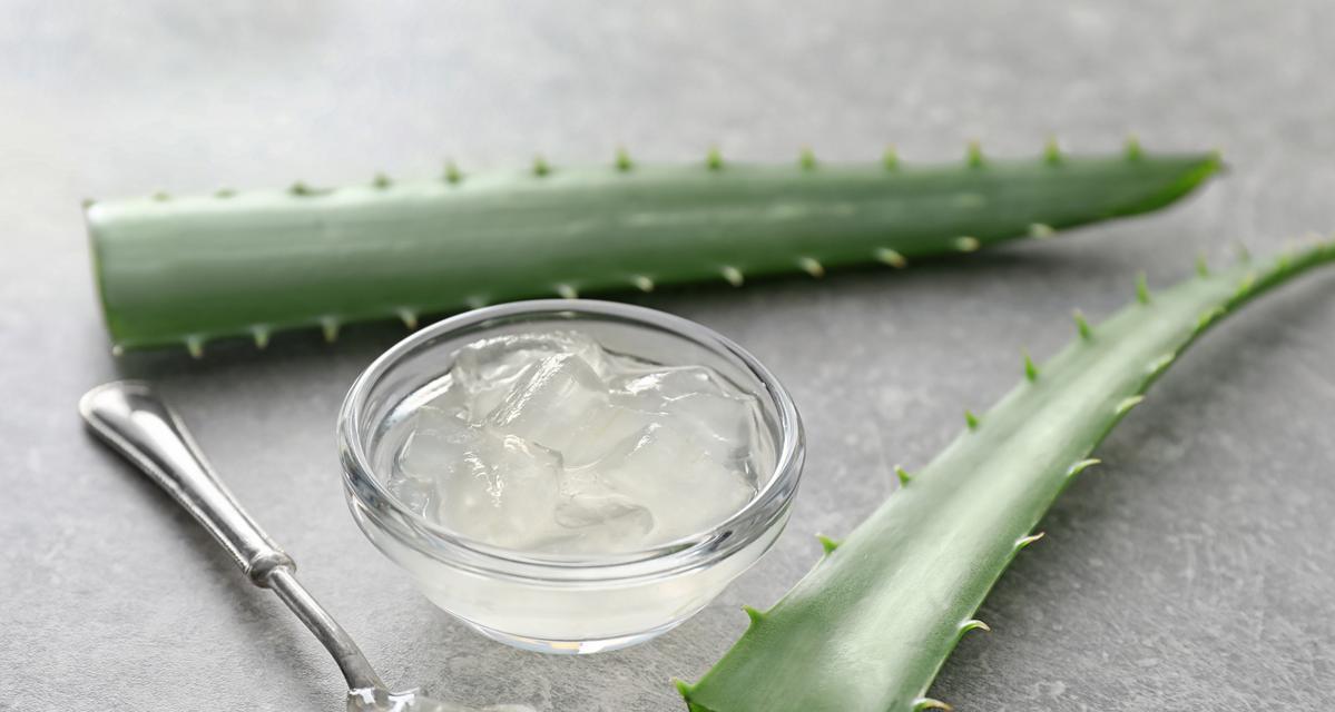 芦荟的正确养护方法是什么？芦荟养护有哪些常见问题？