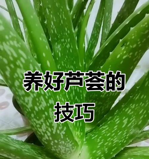 芦荟的正确养护方法是什么？芦荟养护有哪些常见问题？