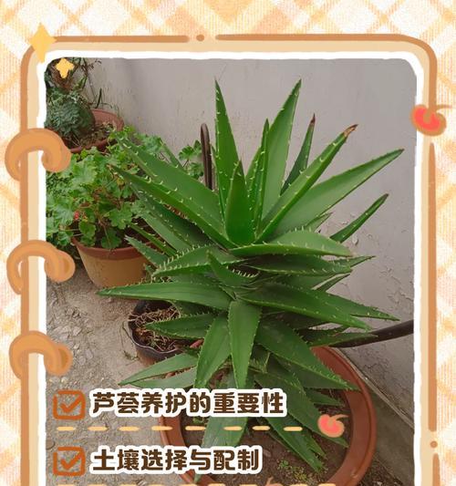 芦荟的正确养护方法是什么？芦荟养护有哪些常见问题？