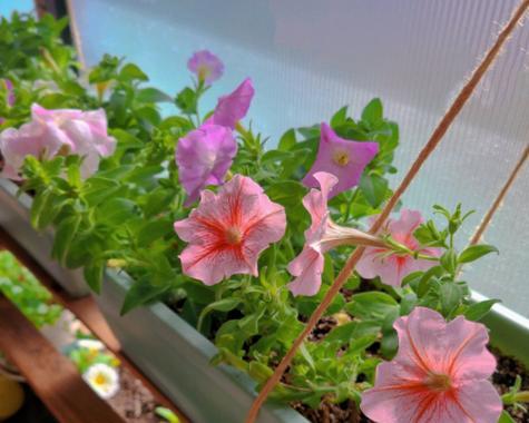 牵牛花是怎么生长的？生长过程是什么？