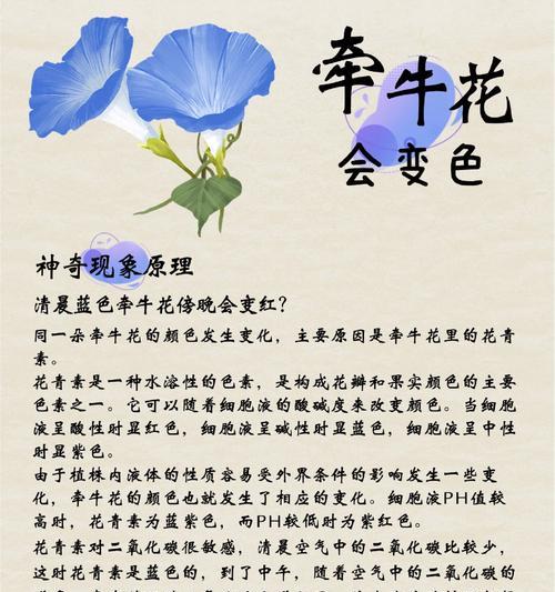 牵牛花是怎么生长的？生长过程是什么？