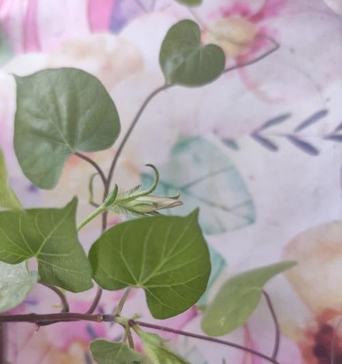 牵牛花是怎么生长的？生长过程是什么？