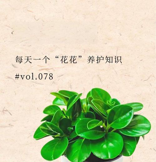 豆瓣绿养殖需要注意什么？