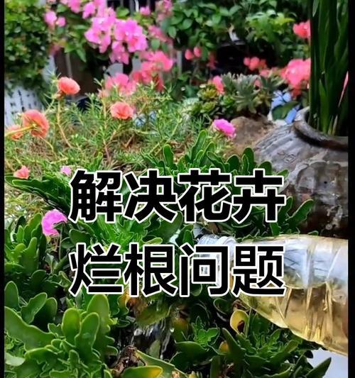 花卉烂根的急救措施有哪些？