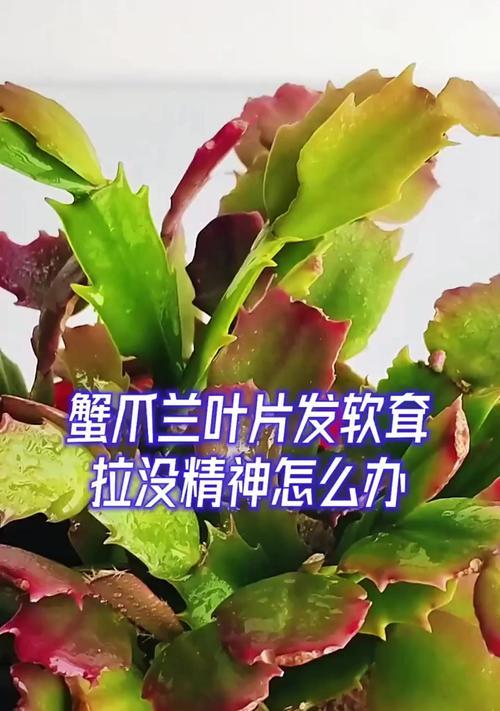 蟹爪兰叶子蔫了怎么办？如何恢复其生机？