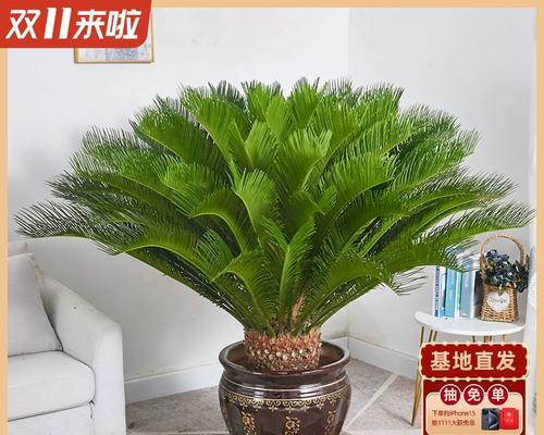 铁树的栽种方法和注意事项有哪些？