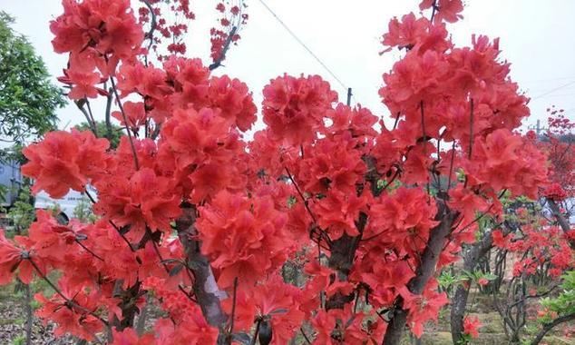 杜鹃花繁殖方法有哪些？怎样繁殖杜鹃花？