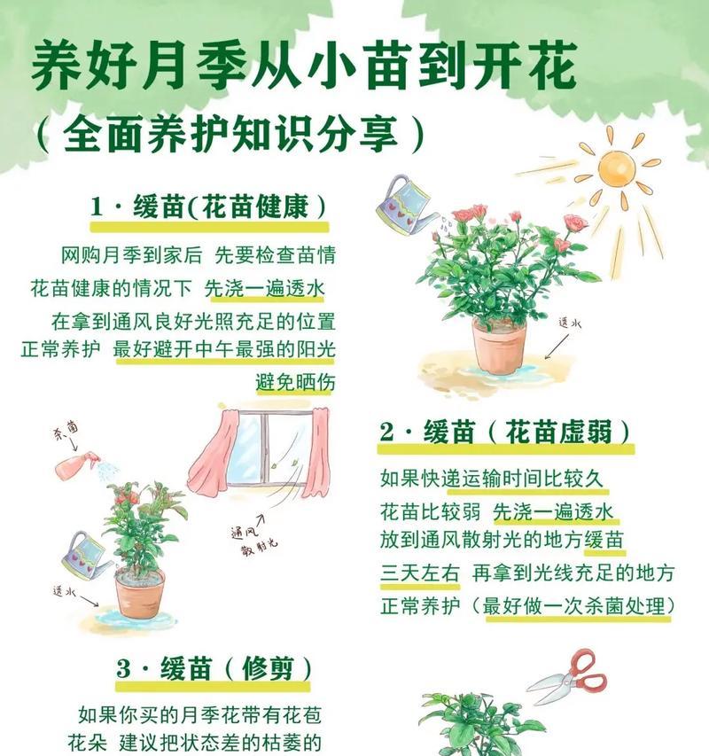 花草种子种植的正确步骤是什么？