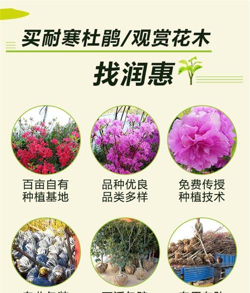 杜鹃品种哪个好？如何选择最适合的杜鹃品种？