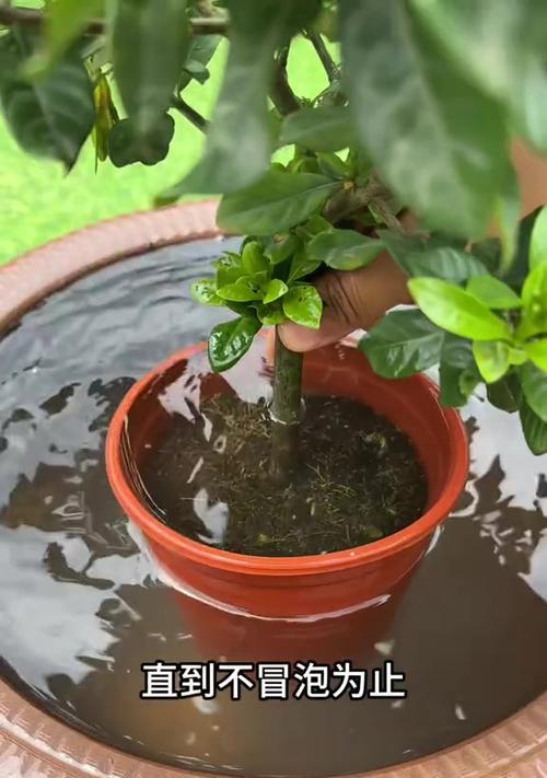 栀子花浇水方法是什么？如何正确掌握水量？
