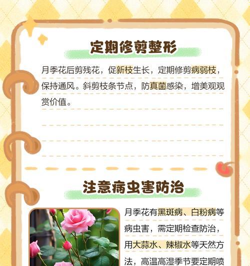 月季花后修剪的正确步骤是什么？月季花后修剪需要注意什么？