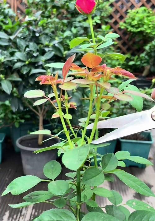 月季花后修剪的正确步骤是什么？月季花后修剪需要注意什么？