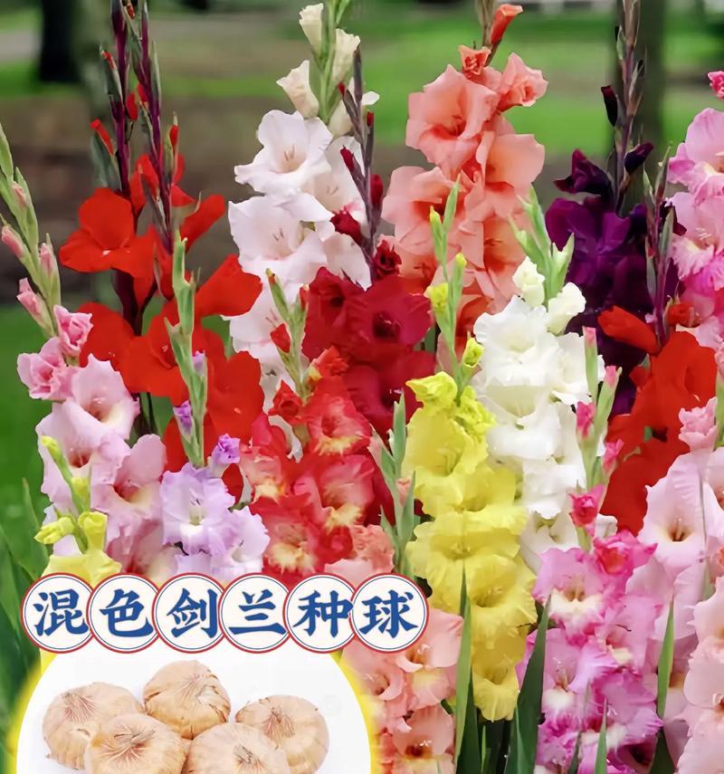 剑兰什么时候开花？剑兰的种植和养护技巧？
