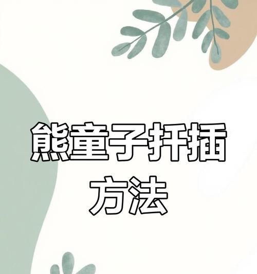 熊童子插枝的成功秘诀是什么？