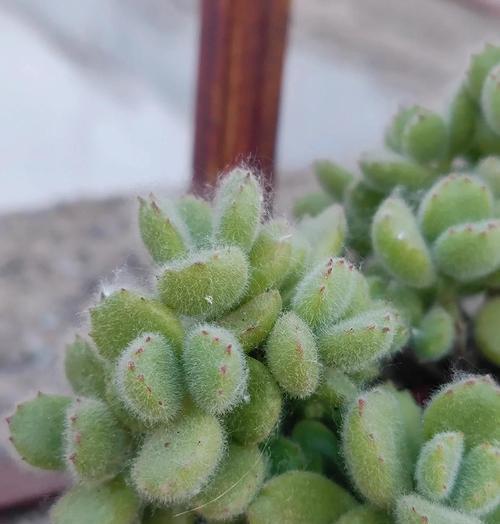 熊童子插枝的成功秘诀是什么？