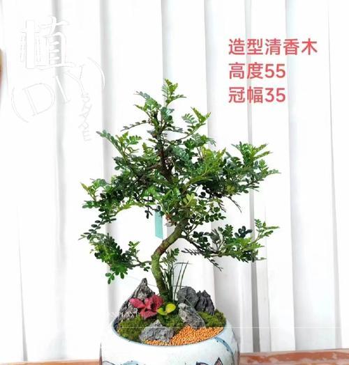 清香木养殖需要注意哪些问题？怎样保持其香味？