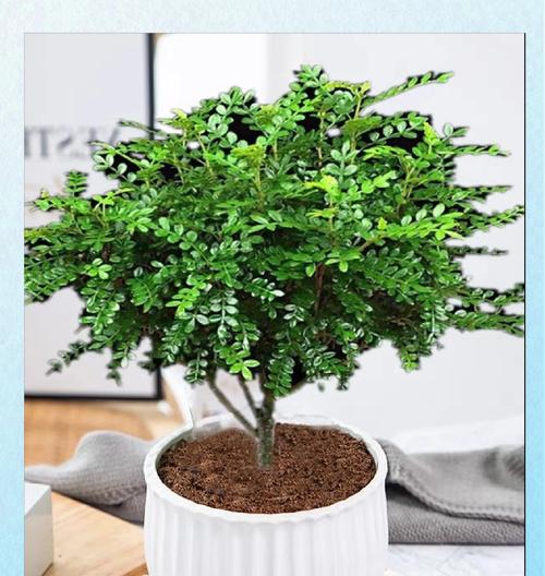 清香木养殖需要注意哪些问题？怎样保持其香味？