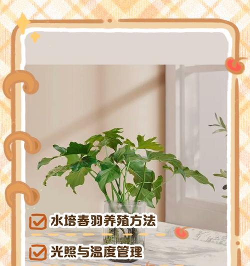 半水培植物的养护要点有哪些？