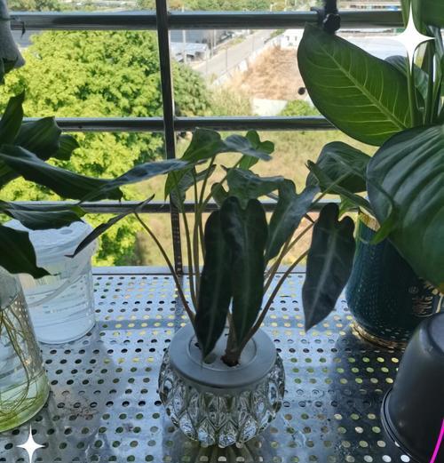半水培植物的养护要点有哪些？