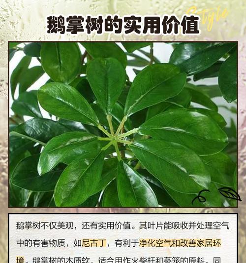 鹅掌红的养殖要点和常见问题有哪些？