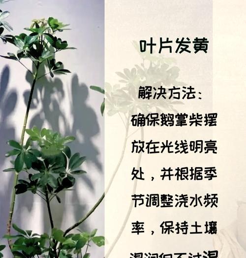 鹅掌红的养殖要点和常见问题有哪些？