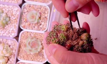 仙人球腐烂怎么办？如何处理和预防仙人球腐烂？