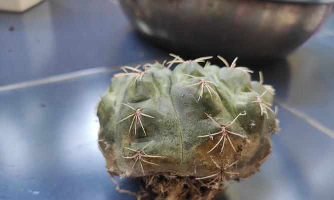 仙人球腐烂怎么办？如何处理和预防仙人球腐烂？