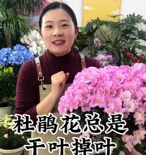 杜鹃花冬季养护要点是什么？如何避免冻害？