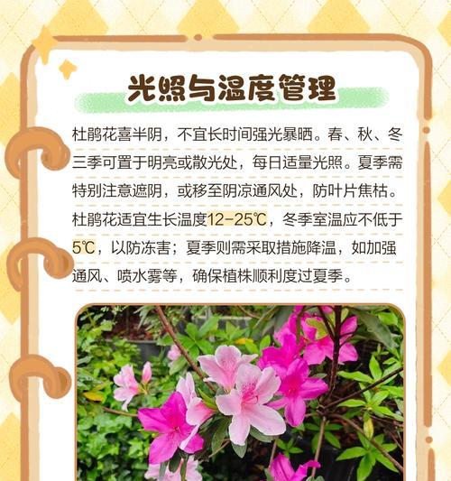 杜鹃花冬季养护要点是什么？如何避免冻害？