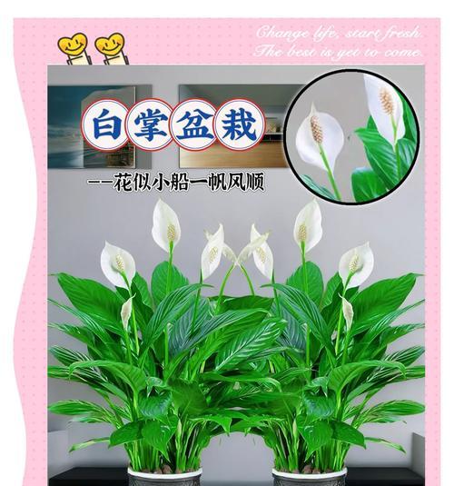 白掌为什么花变绿了？花变绿的原因是什么？
