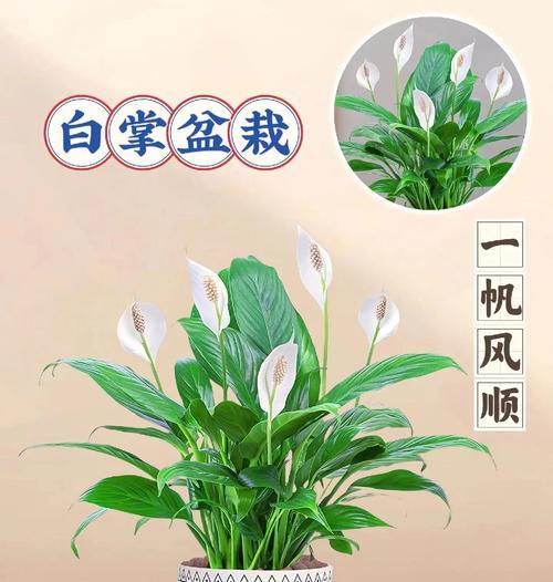白掌为什么花变绿了？花变绿的原因是什么？
