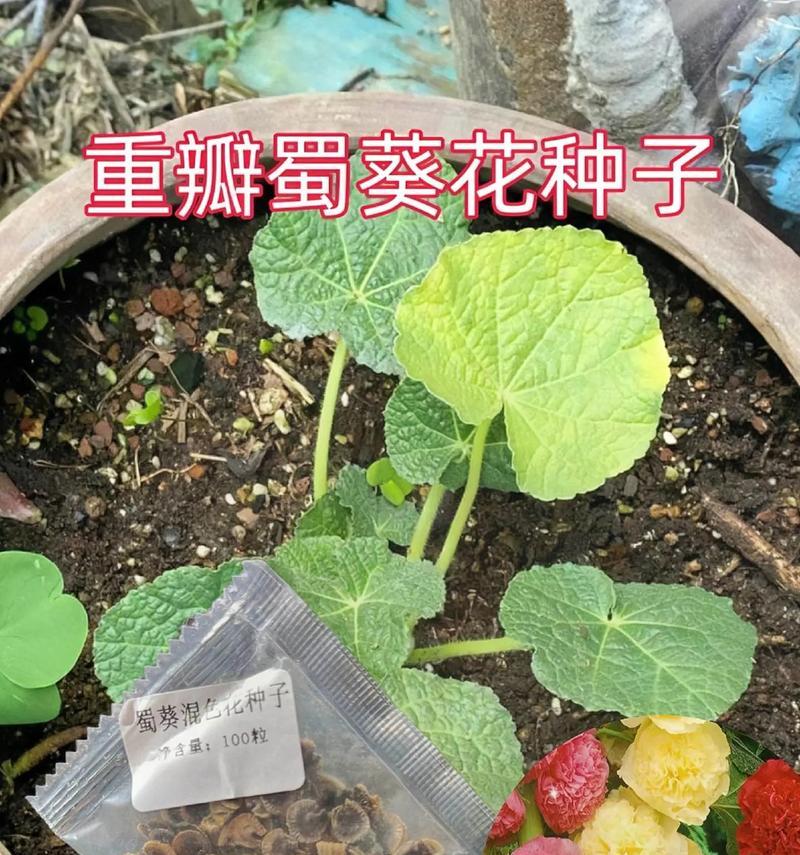 蜀葵盆栽的步骤和技巧是什么？