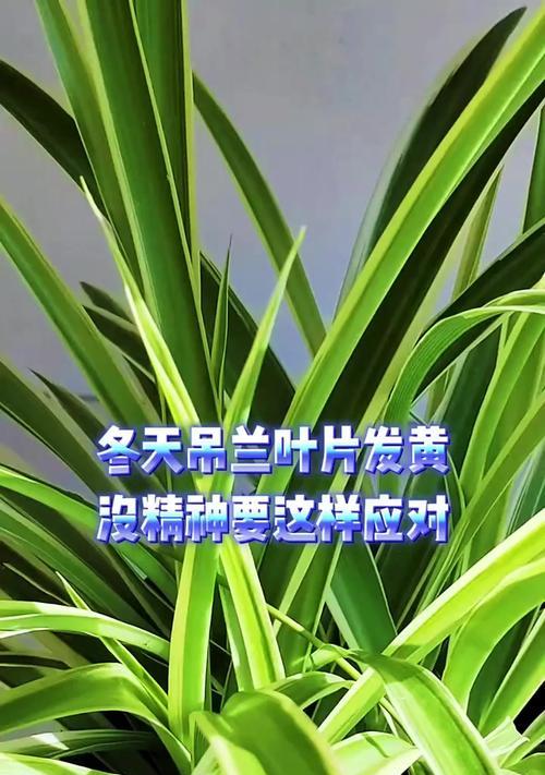吊兰叶子发黄怎么办？如何处理吊兰叶子黄化问题？