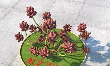虹之玉锦变红的养护技巧是什么？