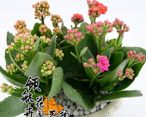 哪些花具有防辐射功能？防辐射花卉的选择和养护方法是什么？
