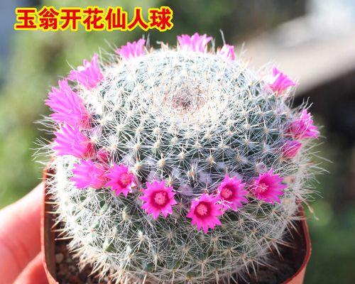 哪些花具有防辐射功能？防辐射花卉的选择和养护方法是什么？
