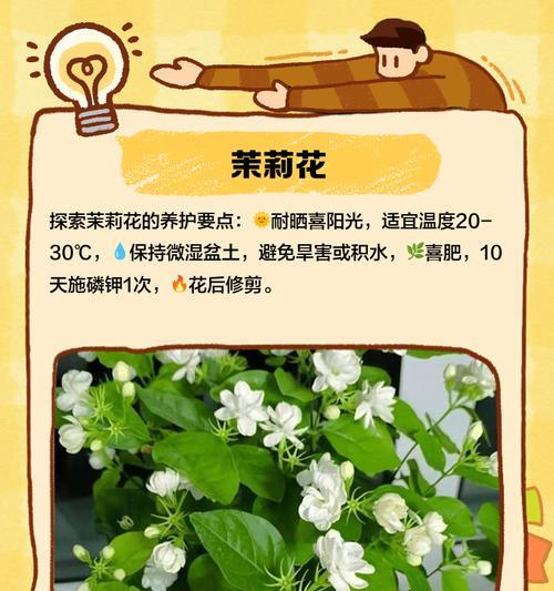 哪些花具有防辐射功能？防辐射花卉的选择和养护方法是什么？