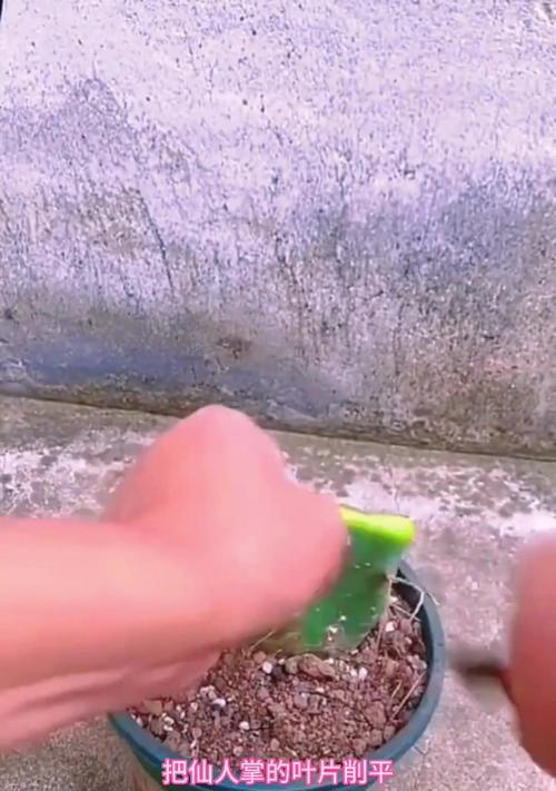 蟹爪兰用什么嫁接效果最佳？嫁接蟹爪兰的正确方法是什么？