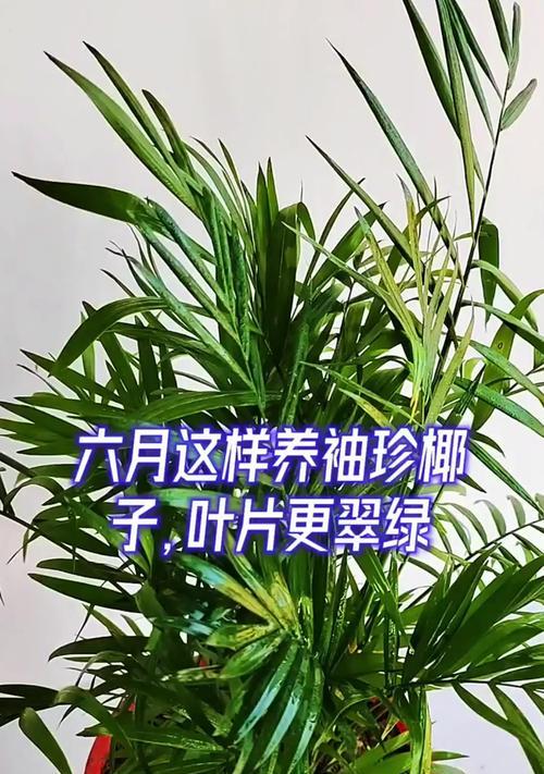 如何让袖珍椰子快速生长？