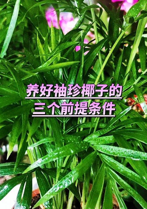 如何让袖珍椰子快速生长？