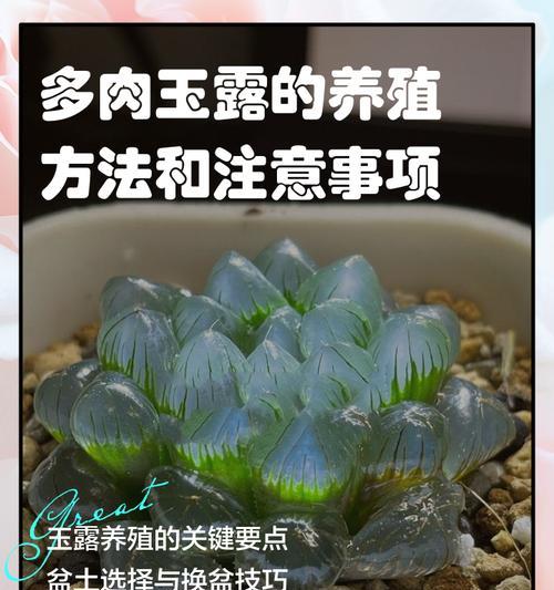 玉露闷养的正确方法和注意事项是什么？