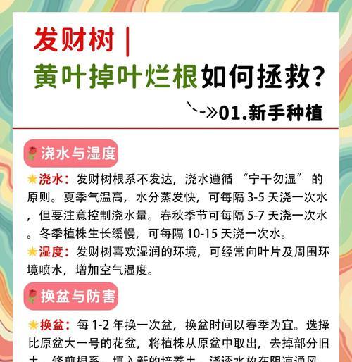 养殖发财树有哪些常见误区？如何正确养殖发财树？