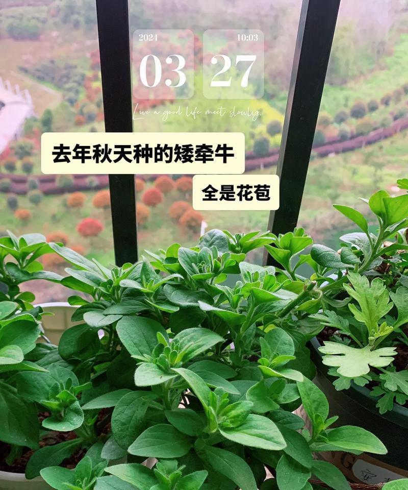矮牵牛开花的秘诀是什么？如何延长其花期？